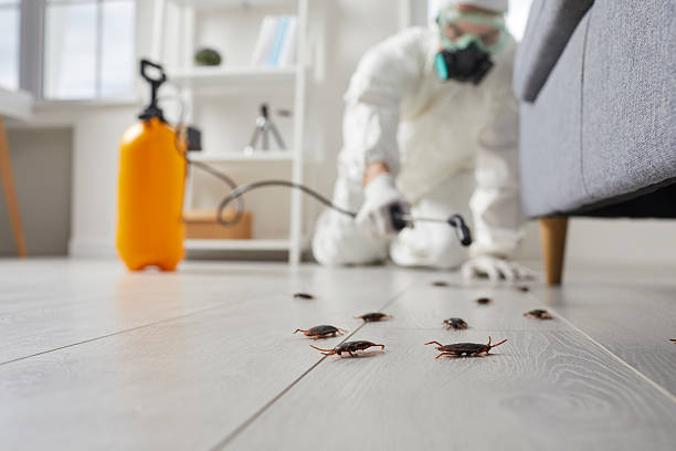 Affordable Termite Control solutions in Mecca, CA